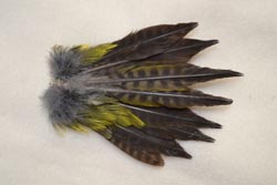 woodpecker tail